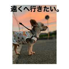 ponzu_20210510191304