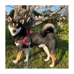 ringo_20210510220258