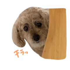 yamada_20210511025934