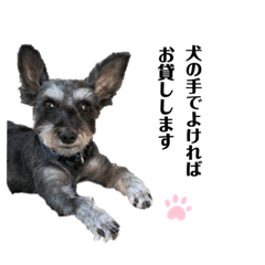 立ち耳シュナウザーのじゅん - LINE スタンプ | LINE STORE