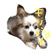 favorite  dog