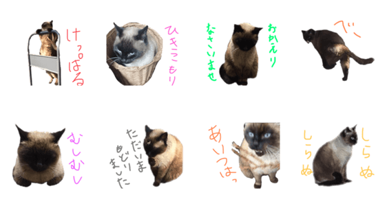 たぬきねこ 5 Lineクリエイターズスタンプ Stamplist