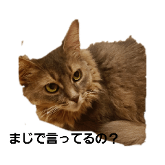 somas_20210510215506