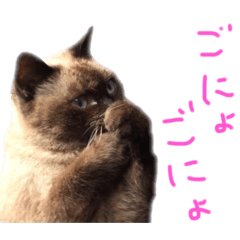 たぬき Lineクリエイターズスタンプまとめ Stamplist たぬき Lineクリエイターズスタンプまとめ Stamplist