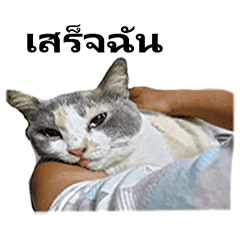 太った猫トリコロール幸運をもたらす Line スタンプ Line Store 太った猫トリコロール幸運をもたらす Line スタンプ Line Store