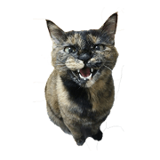 nyan-maru