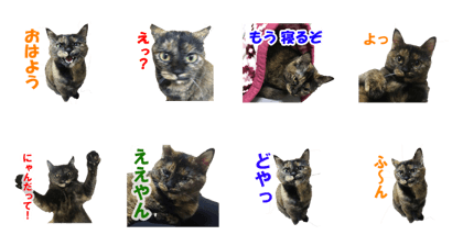 nyan-maru