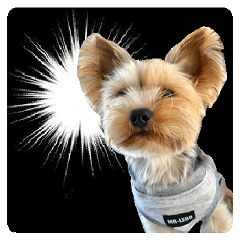 Sticker of a Yorkshire terrier9