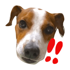 Marc jack russell terrier