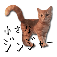 Ginger The Gingercat Photo Sticker VOL.2