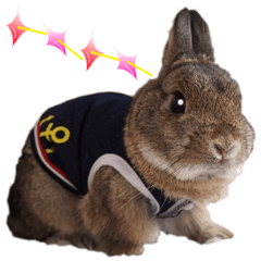 ロロ は今日も活躍中 パート2 Line スタンプ Line Store