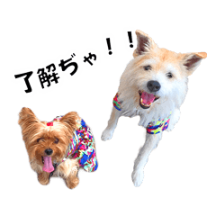 Mix & Yorkie Dog Hiroshima ver.