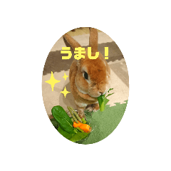 melon_20210511203717