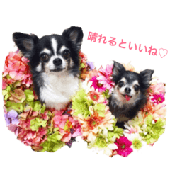 Chihuahua's Fami&Lily