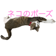 cat nma