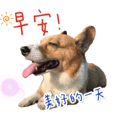咪的日常生活