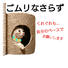 anzu cat(Extra edition)