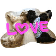 mainicolove