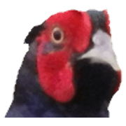 Japanese pheasants photograph Sticker