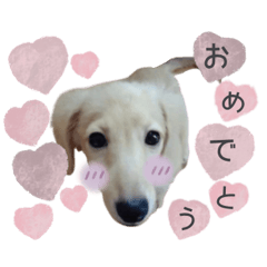 coco__coton sticker
