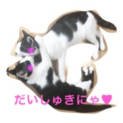 catSTYLE.