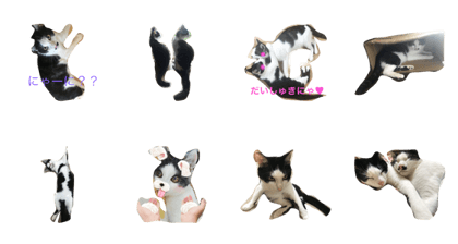 catSTYLE.