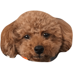dog^_^