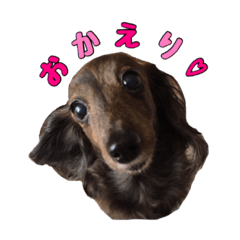 dachshund Hime