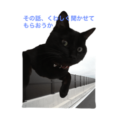 Daily life of the black cat named rai