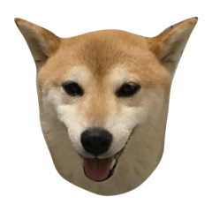 shiba kinako
