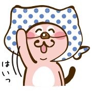 A cat with a washcloth
