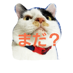 koumetaroumaru2