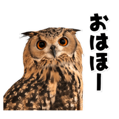 Owl Garu (Japanse text)