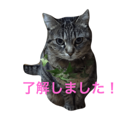 rinmimi