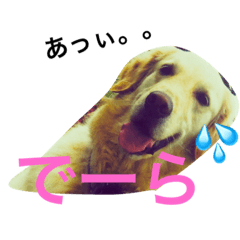 Goldenretriever masasi