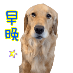 Golden Retriver K☆移動♪2