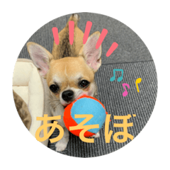 かわいいアイ犬ちわわ Lineクリエイターズスタンプ Stamplist