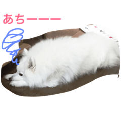 White Lion Dog