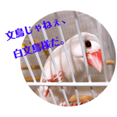 荒ぶる文鳥様