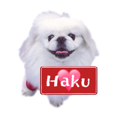 Pekingese Haku