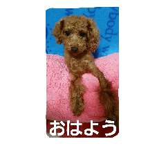 Pictures of Toy Poodle "One Savior"