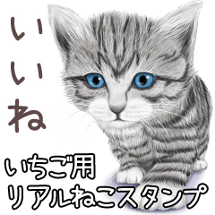 Ichigo Real pretty cats