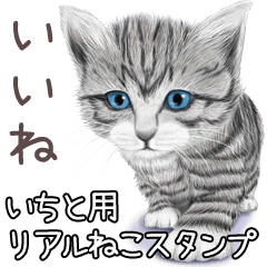 Ichito Real pretty cats