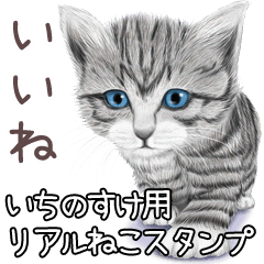 Ichinosuke Real pretty cats