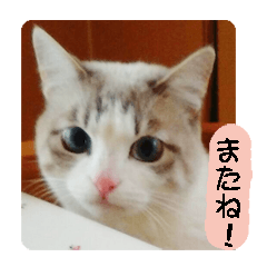 A cute cat "Daifuku-chan"