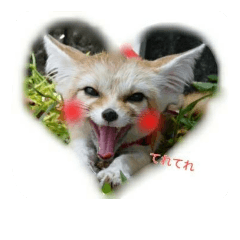 気ままなフェネックキツネ Line スタンプ Line Store 気ままなフェネックキツネ Line スタンプ Line Store