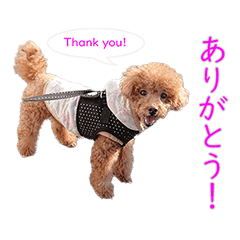 Big and cute toy poodle Eve