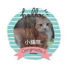 喵喵和小白