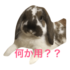 Rabbit name is UNAGI stamp