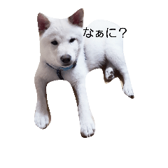 dangomoti!